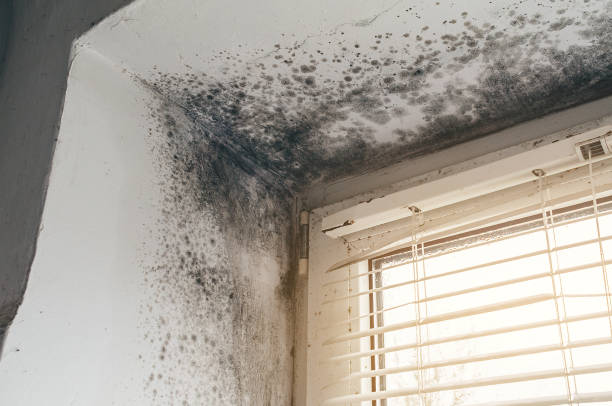Affordable Basement Mold Removal solutions in Preston, MD